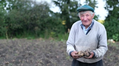 The elderly man collects crop of potatoes on his plot in a sunny summer day.
