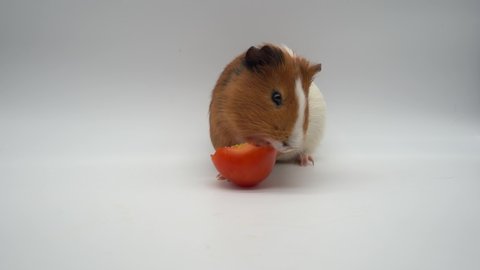Guinea Pig eating a slice of Tomato