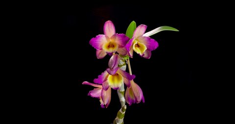 Beautiful colorful blooming orchid timelapse isolated in a black background Dendrobium nobile Oriental Smile Fantasy