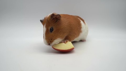 Guinea Pig Eating a Slice of Red Apple on white background