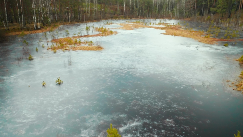 AERIAL: Frozen Swamp in Desolated Forest with Fauna