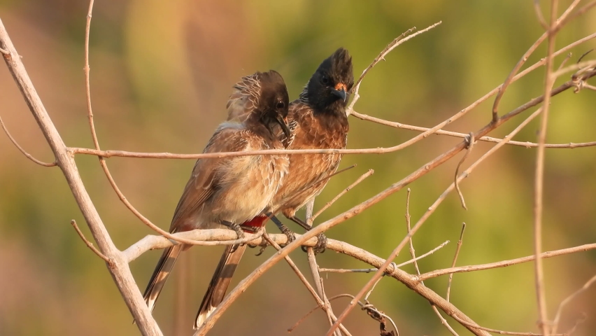 Bulbul birds or enjoying sunset .