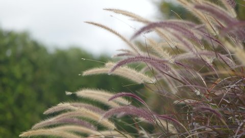 Slow motion pampas grass blowing in the wind