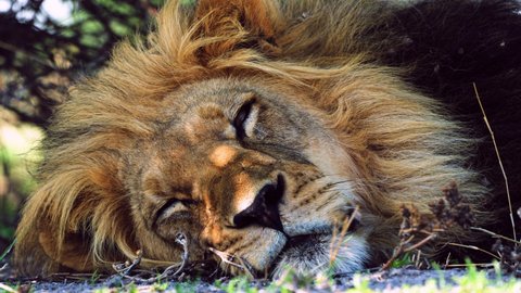 Large Male Lion Sleeping On The Ground - Close up of head