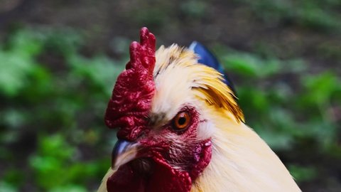 Close Up View Of Rooster's Head With Green Bokeh Background