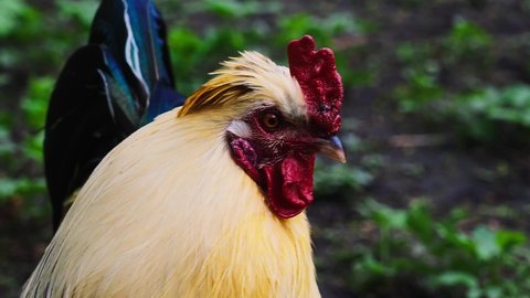 Close Up View Of Rooster's Head With Green Bokeh Background. Slow Motion