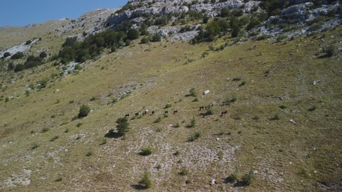 Wild horses running on a green field at the mountain near the Adriatic sea, 4K drone footage at mount Velebit, Croatia