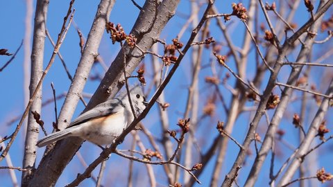 Close up shot of Tufted titmouse eating on a tree at Oklahoma