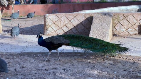 Male peacock walking alone in a public park
