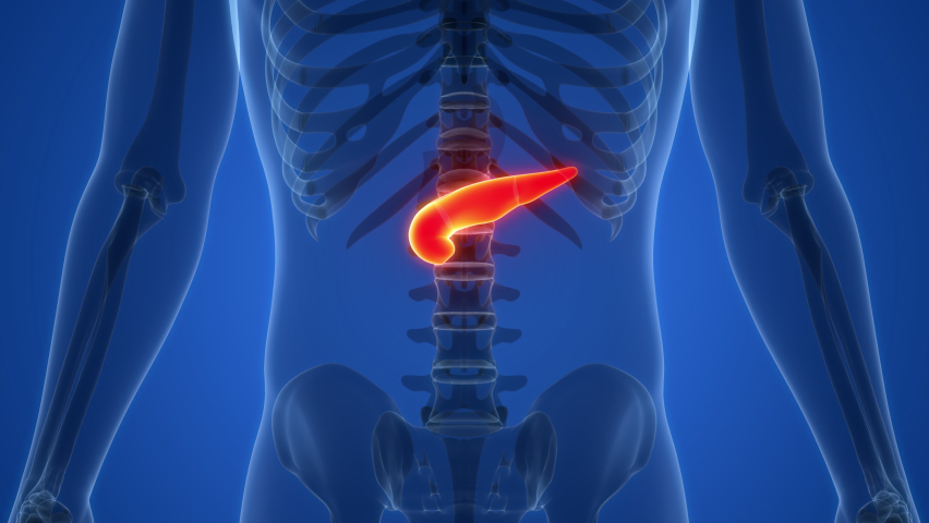 human internal organ pancreas anatomy animation Stock Footage Video ...