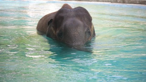 Happy Swiming Asian Elephant in Zoo ,Daily Show From Lovely Elephant