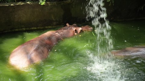 Hippopotamus in zoo,Family of Hippo in Asian Zoo ,They are Swimming in Sunny Day,They are very popular for tourists