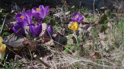 spring flowers, purple and yellow crocus in the sunshine between brown leaves - sliding shot moving from right to left, close up shot, two bees flying around the purple crocus