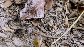 Close-up of ants helping each other find food in their nest. Use this clip for information videos, commercials, presentations, and other information videos about ants and their colony.