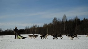 Young European male musher drives team of Alaskan huskies. Race and compete on snow in winter field on clear sunny day. Fastest and hardiest sports dogs. 4K footage slow motion.