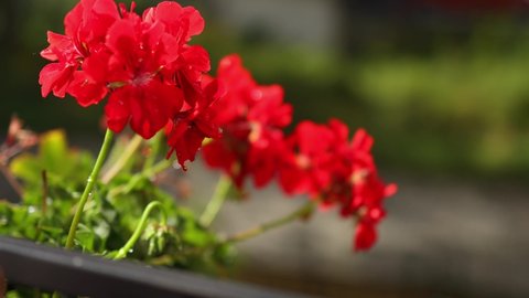 red geranium flower in pot outdoors, geraniums pelargonium in bloom, blooming red geranium buds, close-up blooming red cranesbills pelargonia in blurred green natural background