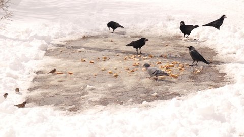 House Sparrows, Starlings and pigeon eating bread but crows (Rook, jackdaw) scare the little birds.
Some people put leftovers for stray animals to help survive the winter.
Songbirds, Bird Song.
snow