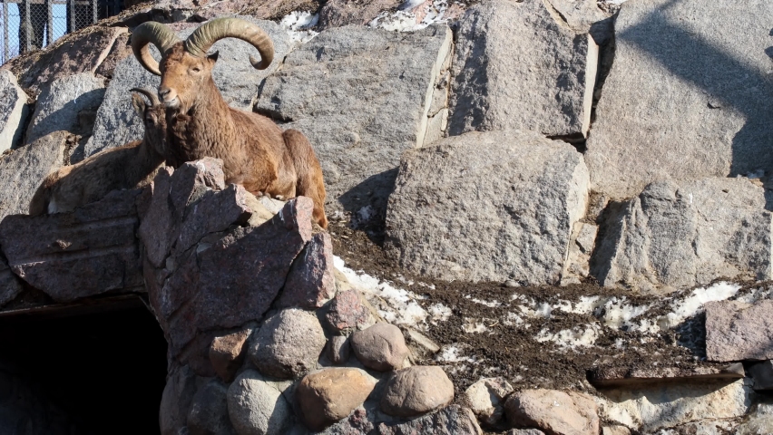 the big male of the Dagestan, east caucasus tour lies on the rocks and inspects the surroundings