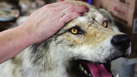 A woman's hand strokes a stuffed wolf.