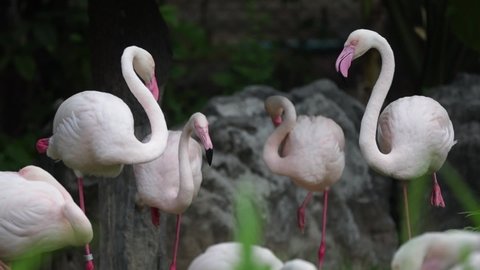 Wild Beautiful Flamingo Birds,The Beautiful Flamingos is in Lovely Moment,They are attracted many tourists