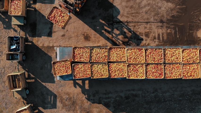loading apples. apple farming. apple harvest. apple crop. aero, top down. aerial view. apple boxes. unloading and loading of freshly picked apples, their further transportation Royalty-Free Stock Footage #1088126265