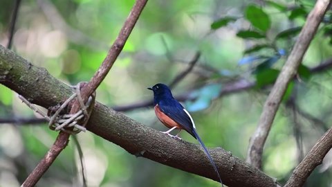 White-rumped shama, perched on a branch, sings loudly.