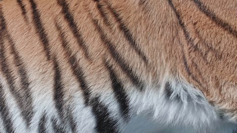 Magnificent sleeping tiger fur close-up.