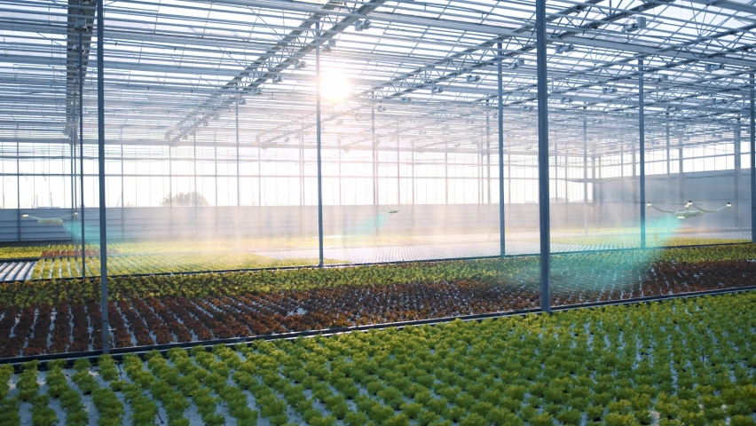 Innovations in agribusiness. Automated technological concept Greenhouse with future innovations. Drones scanning analyze vegetable hothouse with holographic display. Smart agriculture. Hydroponic farm | Shutterstock HD Video #1088129049