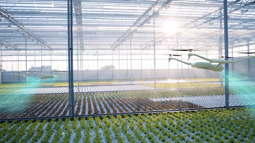 Innovations in agribusiness. Automated technological concept Greenhouse with future innovations. Drones scanning analyze vegetable hothouse with holographic display. Smart agriculture. Hydroponic farm Royalty-Free Stock Footage #1088129049