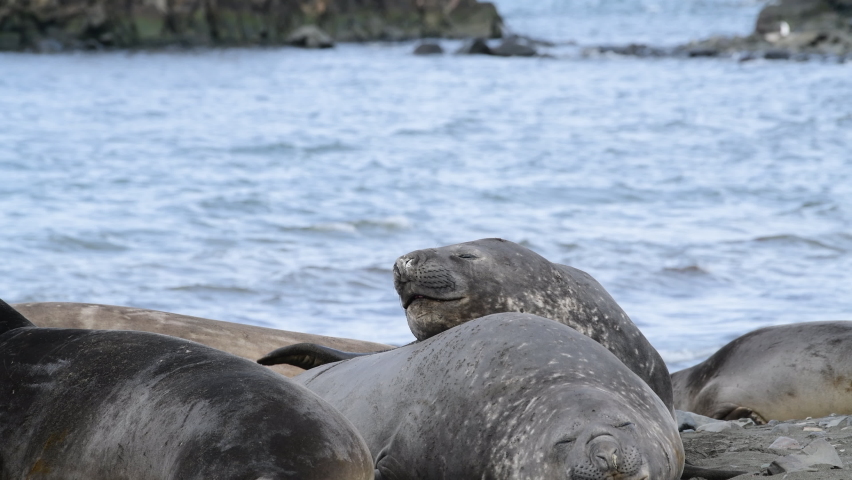 Elephant seals on the beach in Antarctica