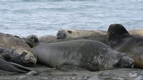 Elephant seals on the beach in Antarctica