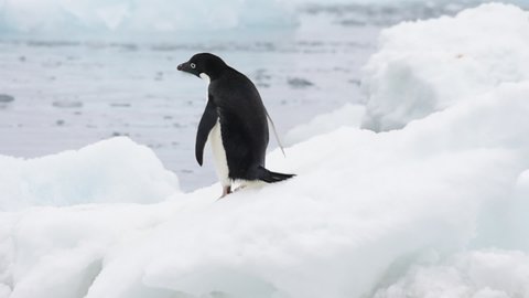 Adelie Penguins walk on ice along beach