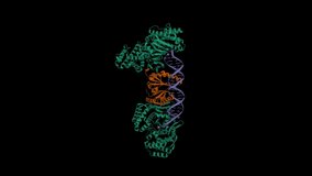 Cas1(green)-Cas2(brown)-prespacer binary complex. Animated 3D cartoon and Gaussian surface models, chain entity color system, PDB 5xvn, black background