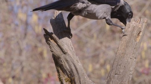 carrion crow, Corvus corone corvis, bird, Monza, Italy, wildlife