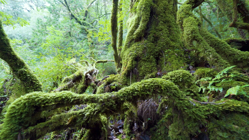 Cinematic gimbal shot of mossy ancient forest in Shiratani Unsuikyo in Yakushima, Japan Royalty-Free Stock Footage #1088132307