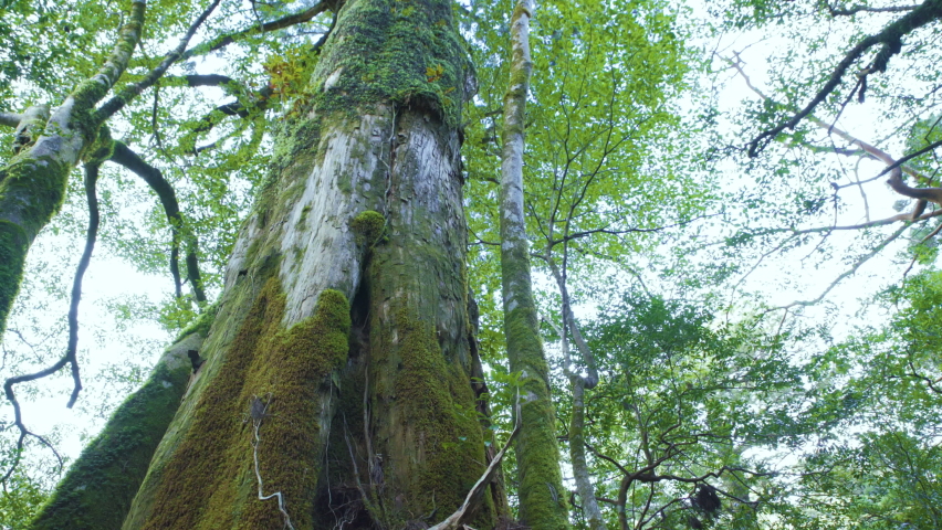 Cinematic gimbal shot of mossy ancient forest in Yakusugi Land in Yakushima, Japan Royalty-Free Stock Footage #1088132411