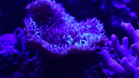 Close up 4k video of pretty nice anemones in sea coral reef aquarium, macro nature, animals and sea life
