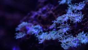 Close up 4k video of pretty nice anemones in sea coral reef aquarium, macro nature, animals and sea life