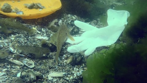 Plastic pollution of the ocean: Goby fish among the plastic waste on the seabed.