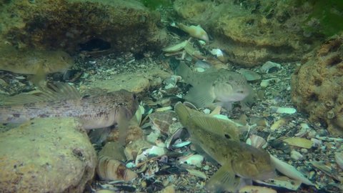 A group of fish Round goby (Neogobius melanostomus) among the stones on the seabed.