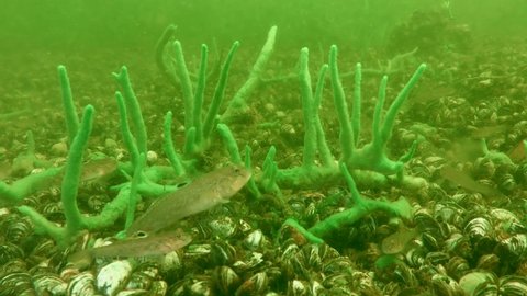 The freshwater sponge (Spongilla lacustris) provides shelter for Round goby fish (Neogobius melanostomus).