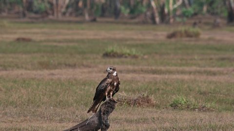 An individual on a root of a tree in the middle of the grassland looking around as others flyby, Black-eared Kite Milvus lineatus Pak Pli, Nakhon Nayok, Thailand.