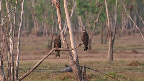 Two individuals on as branch extending out from the ground during the summer morning, Black-eared Kite Milvus lineatus Pak Pli, Nakhon Nayok, Thailand.