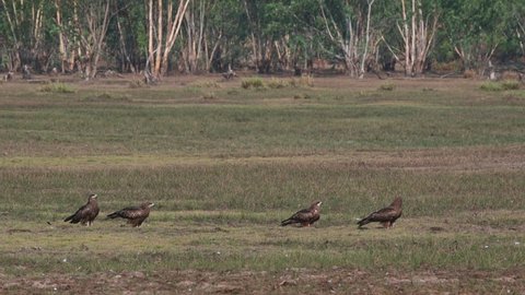 Four individuals basking under the morning sun then two fly away to look for some prey, Black-eared Kite Milvus lineatus Pak Pli, Nakhon Nayok, Thailand.
