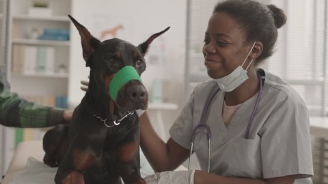 Waist-up POV of female African American veterinarian wearing gloves and grey scrubs, sitting in her office, petting Doberman dog with bandage on muzzle, then looking and smiling on camera