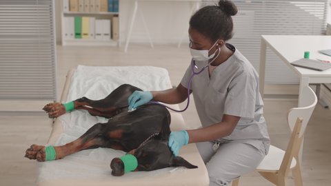 High angle of female African American pet doctor wearing gloves and face mask, using stethoscope on tied-up black Doberman dog lying on medical couch