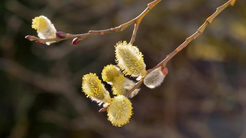 Yellow flowering Goat willow (Salix caprea) with male flowers, willow catkins, Bavaria, Germany, Europe