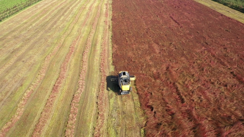 Harvesting of grain cereals in agricultural fields during autumn work. Agronomist worker on combine harvester works in rural field harvesting buckwheat. Aerial view in motion following machine