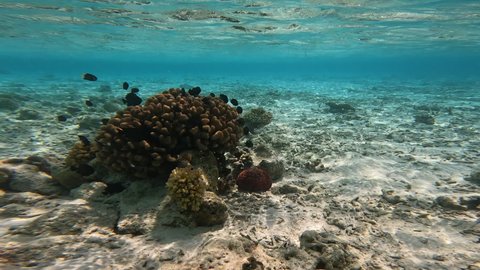 Underwater Shot of Coral with Fish in Shallow Laccadive Sea. Undersea View of Marine Life in Maldives.