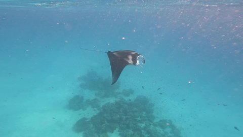 Swimming Manta Ray in Blue Indian Ocean. Undersea Shot of Beautiful Mobula Alfredi in Maldives.